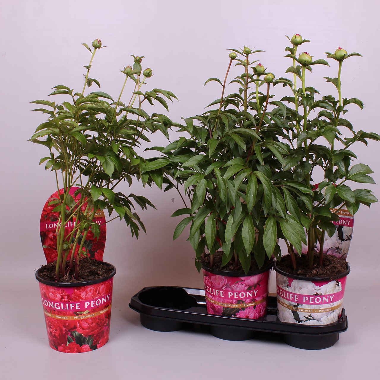 _0000_Pyracantha-min