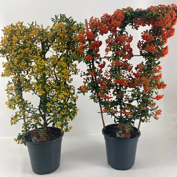 _0000_Pyracantha-min